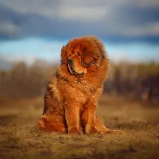 Imagen de un Dogo del Tibet