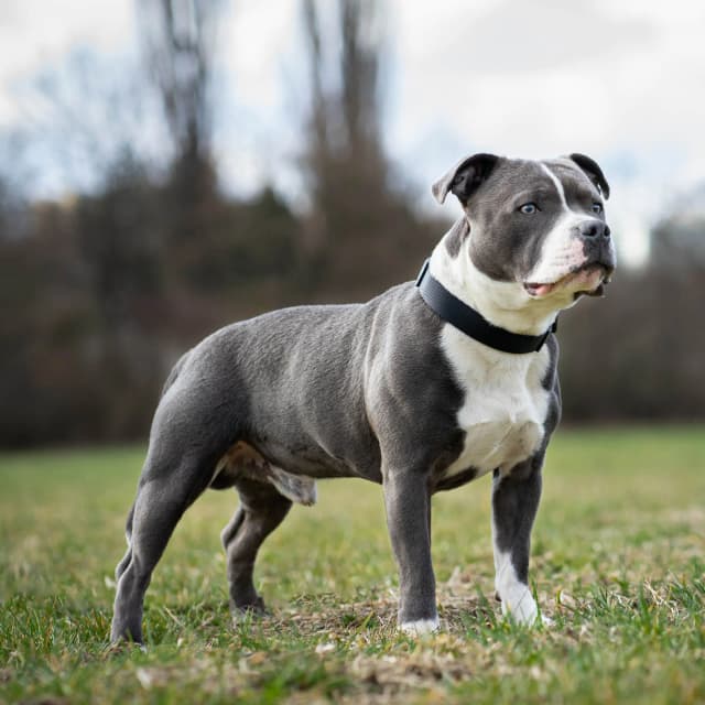 Imagen de un Staffordshire Bull Terrier