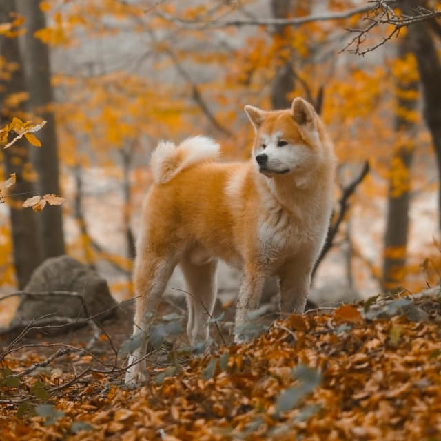 Imagen de un Akita Inu
