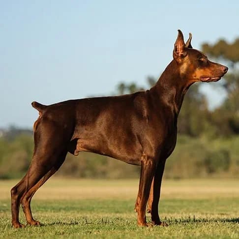 Doberman