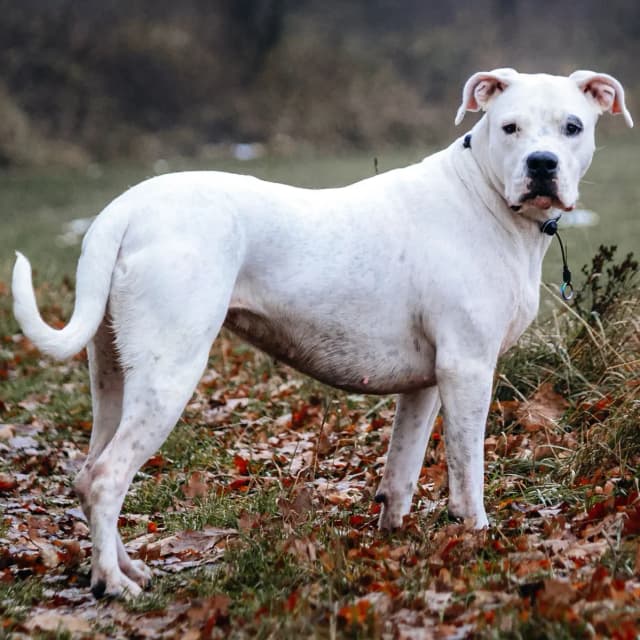 Imagen de un Dogo Argentino