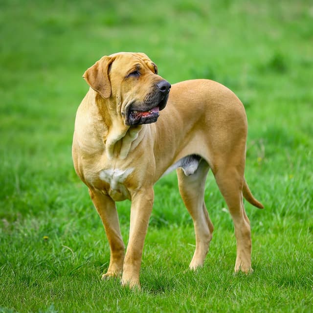 Imagen de un Fila Brasileño