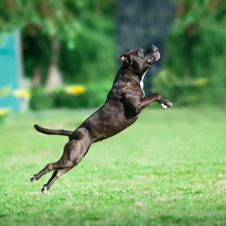 Imagen de un Pitbull Terrier