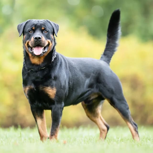 Imagen de un Rottweiler
