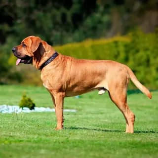 Imagen de un Tosa Inu